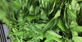 La nueva temporada del ajo silvestre está a punto