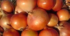 Vendemos cebollas orgánicas doradas de origen kirguís de Asia