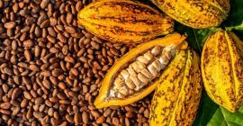 Ofrecemos granos de cacao secos naturales de la selva