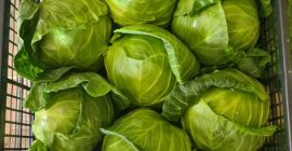 Col primavera (producción macedonia) * contacto: +389 75 636