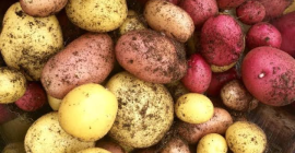 Ofrecemos papas cultivadas naturalmente de la selva tropical de