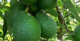 Aguacate hass Cajas de Aguacate hass Cajas de cartón de la mejor calidad,