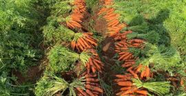Zanahorias de la mejor calidad. Contacto de producción griega