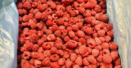 Ofrecemos frutas de frambuesa Ofrecemos frutas de frambuesa congeladas de la más alta