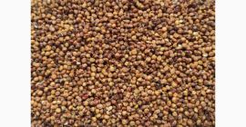 A su solicitud podemos ofrecerle SORGO rojo y cereales
