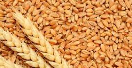 La empresa Marculesti Combi SA ofrece cereales para exportación: