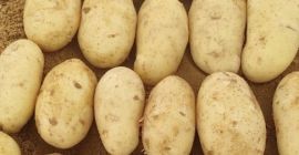 Para tiendas locales o exportación. Contacto por mensaje/whatsapp al