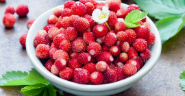 Estamos recolectando fresas silvestres en las montañas de Bosnia
