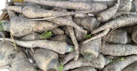 Venderé perejil recién arrancado directamente del campo.