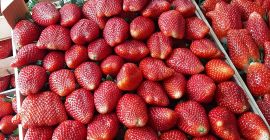 la exportación de fresas de calidad extra desde Serbia