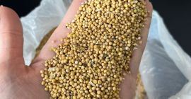 Excelente calidad, humedad 9%, pureza 98%, sin pesticidas. pureza