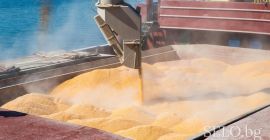 Ofrezco maíz cosecha 2022 origen Ucrania, CIF 290-300 USD