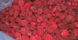 Vendo frambuesas de la variedad Vilamet de calidad extra