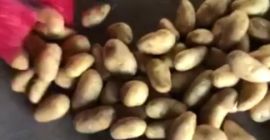 Nuestra empresa Minoas importa patatas y cebollas de Egipto.