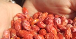 Procedentes exclusivamente de plantaciones polacas, bayas de Goji liofilizadas