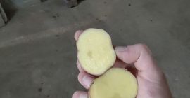 Vendo patatas rojas bellarosa, cal.45+ Patatas sanas sin costra