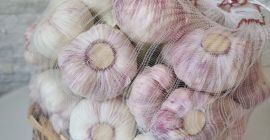 Vendo ajo egipcio con tallo de 20 cm en