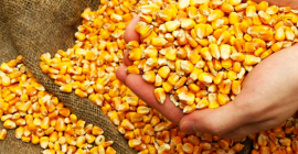 Maíz. País de origen: Ucrania; No GMO; Humedad: no