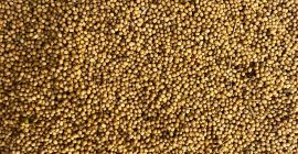 Vendo mostaza amarilla, de grano grueso. Humedad máxima 9%,