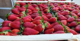Fresas de primera calidad de Albania listas para exportar.