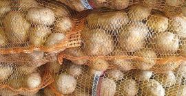 Vendo papas comestibles variedad Vineta Envasadas en sacos de