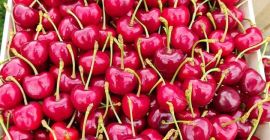 calidad premium --- Las ventas de EXPORTACIÓN comienzan a