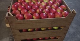 Ofrecemos a la venta manzanas: Idared, Jonaprince, Golden, Gala,