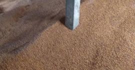 Venderé maíz de origen ucraniano. 270 DAP. el precio