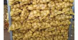 Patata fresca al por mayor de todos los tamaños