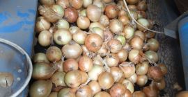 Cebollas amarillas, rojas y rosadas exportación al por mayor
