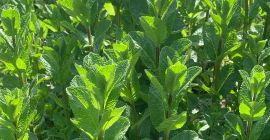 Menta fresca holandesa de la mejor calidad, BIO. ¡Tengo