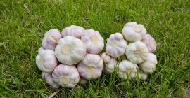 Hola. Ajo fresco, calibre 5,5-7,5.