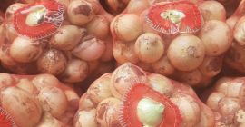 Venderé cebollas tiernas (Uzbekistán). Sin daños ni insectos. Cebolla