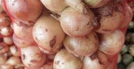 Venderé cebollas tiernas de Uzbekistán. Directamente del productor al