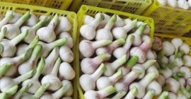 Venderé ajo de Uzbekistán. Directamente del productor al destinatario.