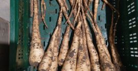 Hola Sr. Sra., le puedo ofrecer diferentes verduras todo