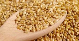 Hay compra de Trigo Hay compra de Trigo todo el año, invito a