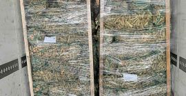 Venderé raíz de rábano picante en grandes cantidades. correo