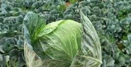 Venderé zanahorias sucias y comerciales. Saco de 2 -5