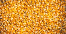 Compro cereales maiz, trigo, cebada a buen precio entre