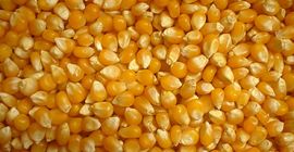 Nuestra empresa vende granos (maíz) de alta calidad cosecha