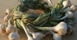 Ajo cultivado en sistema ecológico, certificado.