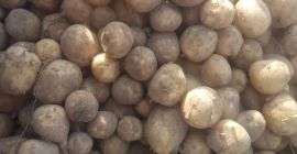 Hola, vendo papas nuevas, posibilidad de entrega en toda