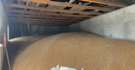 Ofrezco a la venta trigo, maíz, cebada, girasol, mezcla