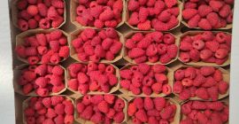 Buen día, ofrezco frambuesas de postre de las variedades