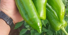 vendo Pimiento verde . Alta calidad. Cantidades al por