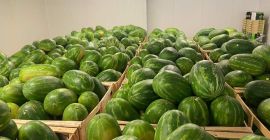 ¡Buenos días! Como proveedor y exportador de sandías, nos