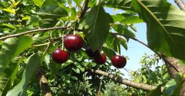 Convocamos una promoción &quot;pick your own&quot; para la venta