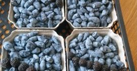 Plantación de variedades Wojtek Zojka libre de químicos cosecha