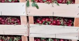 cereza fresca erdi butermo